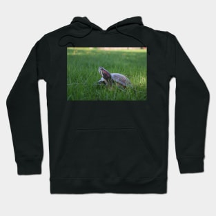 Red Eared Slider Turtle in Grass Hoodie